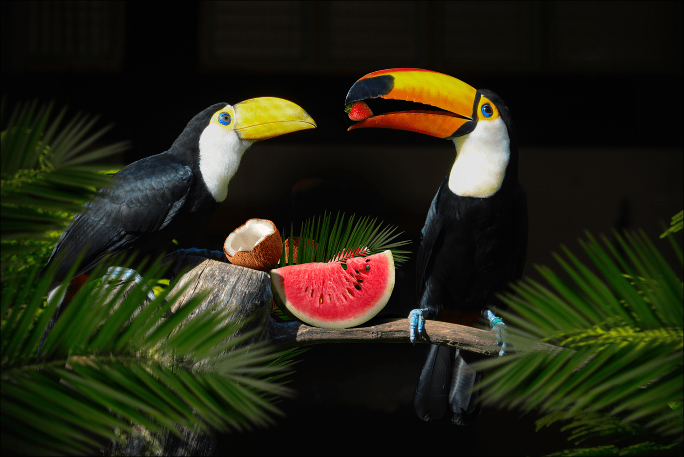 Rio ice cream，RIO ICE CREAM，Rio de Janeiro，packing，Toucan，