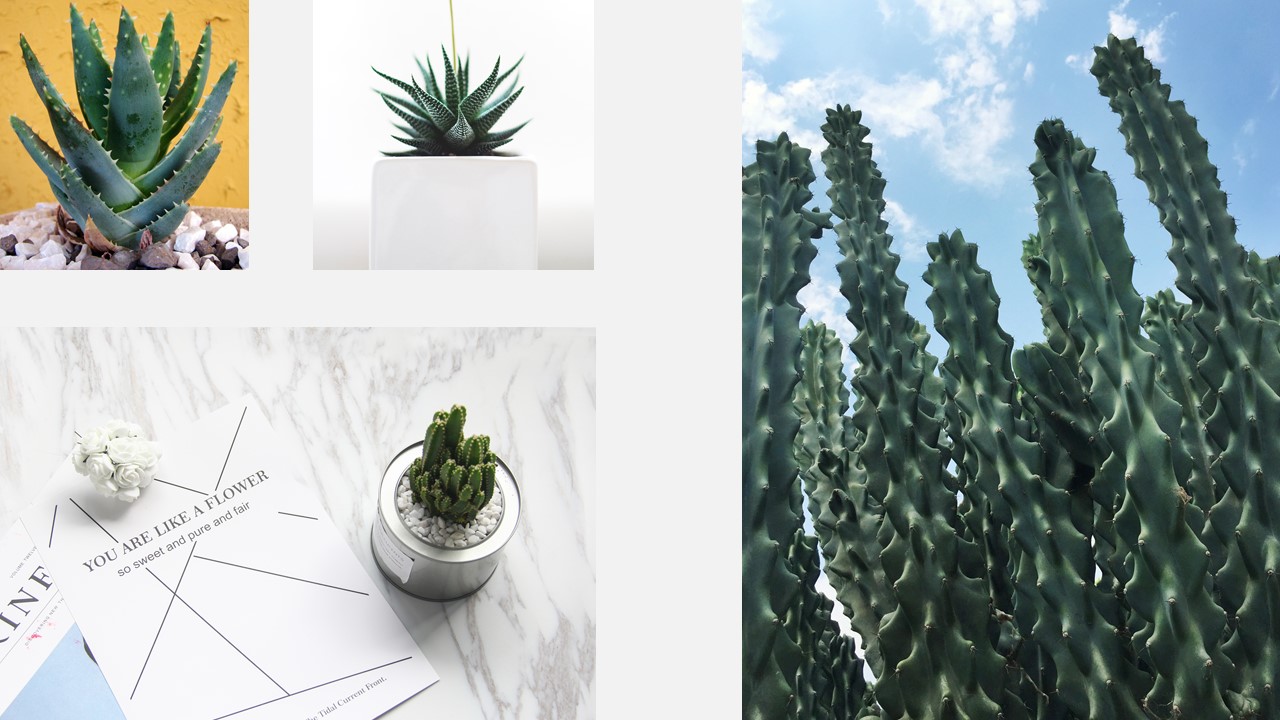 mosquito repellent，cactus，bionics，