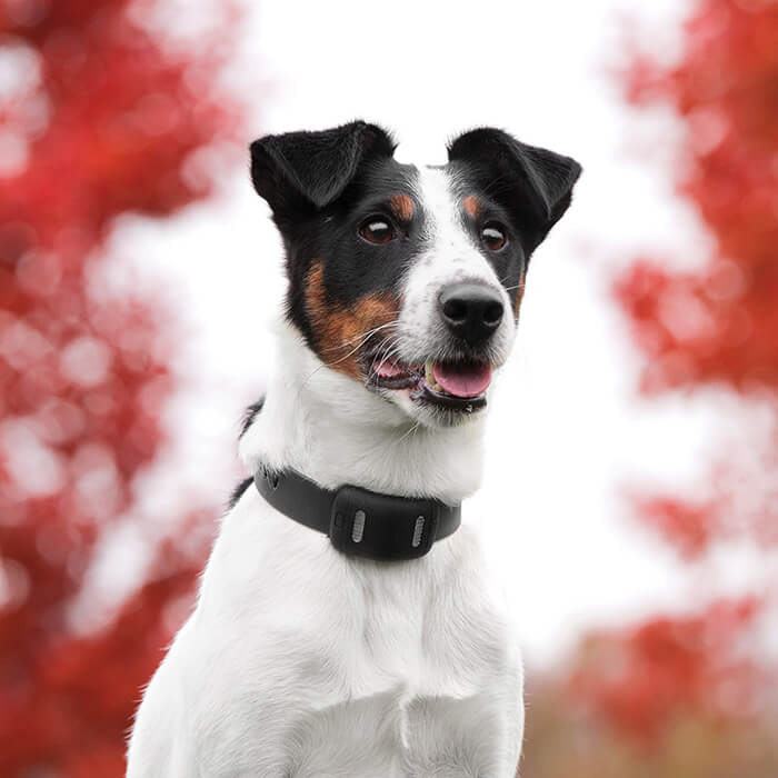 Pets，a collar for a horse，intelligence，Multicolor，gps，