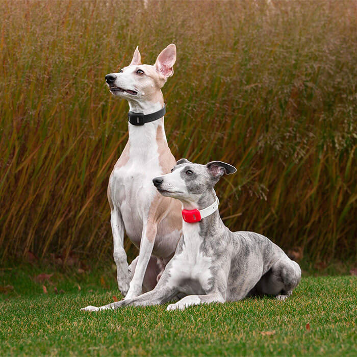 Pets，a collar for a horse，intelligence，Multicolor，gps，