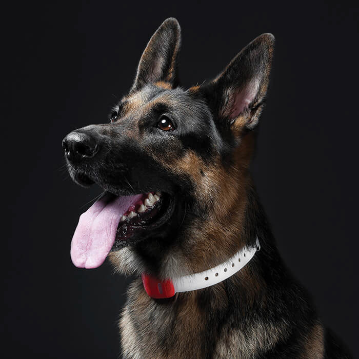 Pets，a collar for a horse，intelligence，Multicolor，gps，