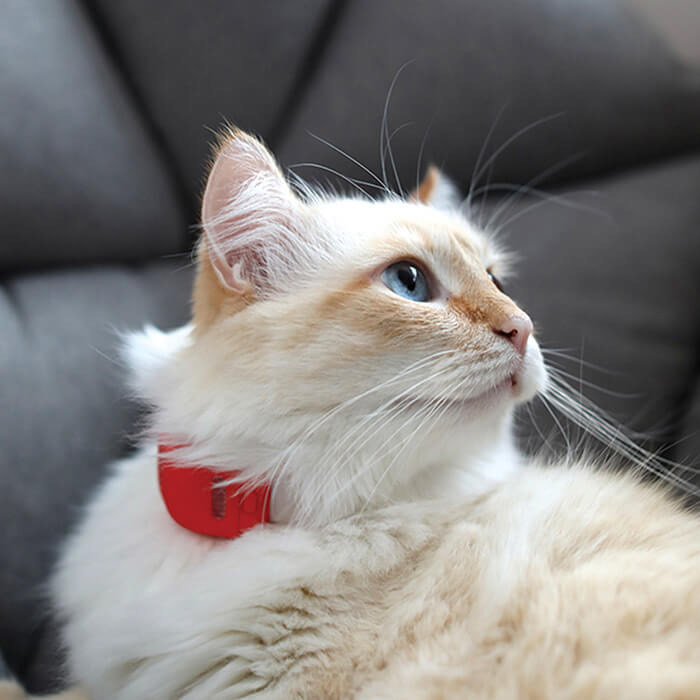 Pets，a collar for a horse，intelligence，Multicolor，gps，