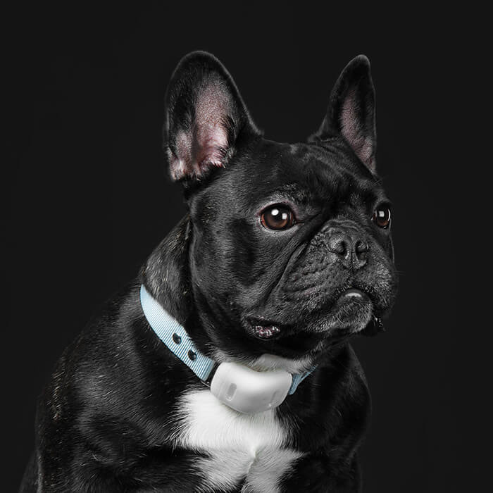 Pets，a collar for a horse，intelligence，Multicolor，gps，