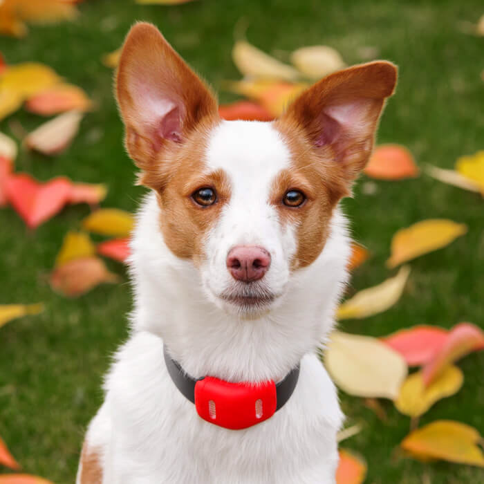 Pets，a collar for a horse，intelligence，Multicolor，gps，