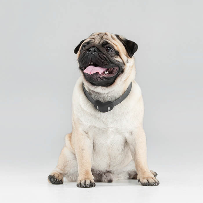 Pets，a collar for a horse，intelligence，Multicolor，gps，