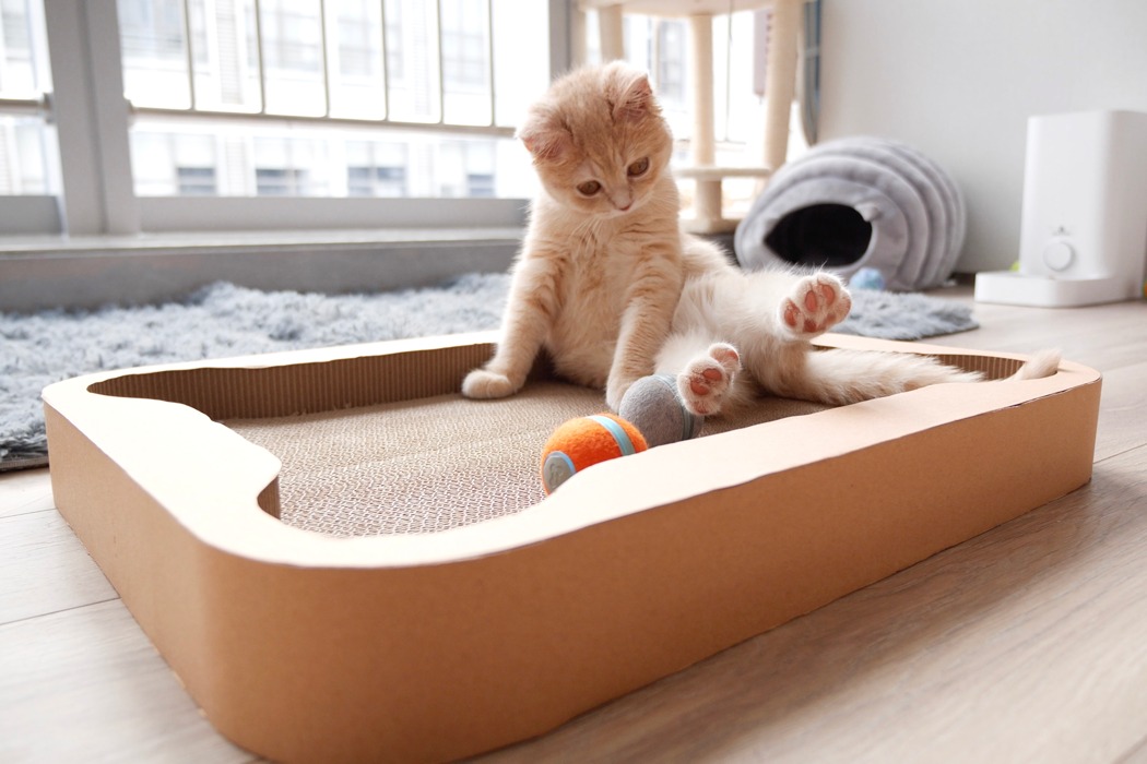 Pets，Cheerble Playboard，Kitty，Cheerble，intelligence，Toys，