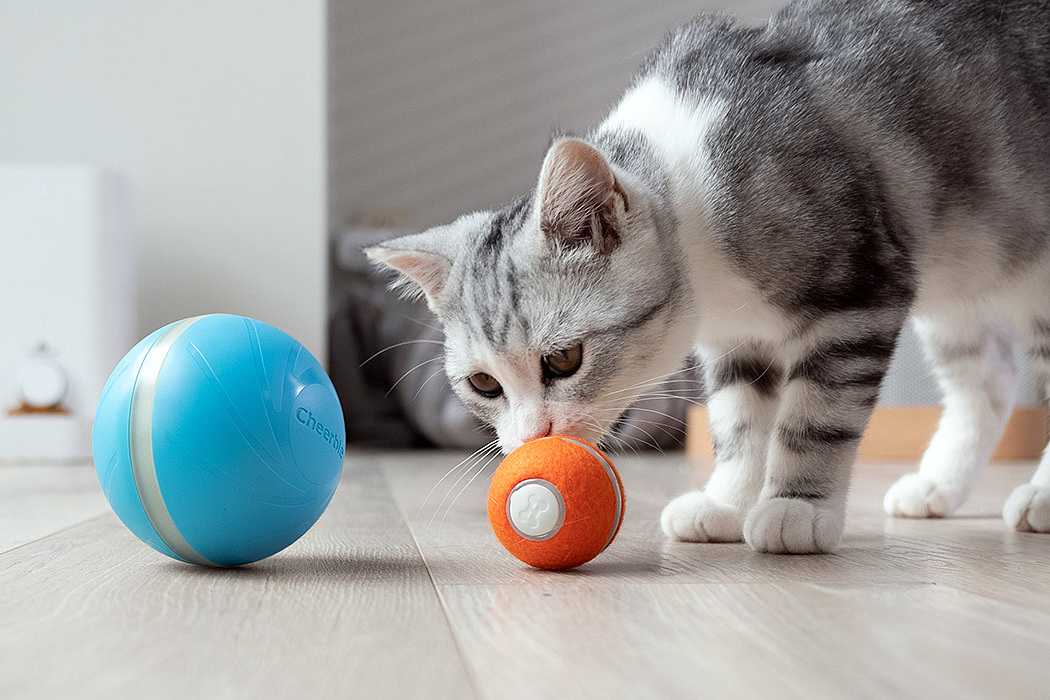 Pets，Cheerble Playboard，Kitty，Cheerble，intelligence，Toys，