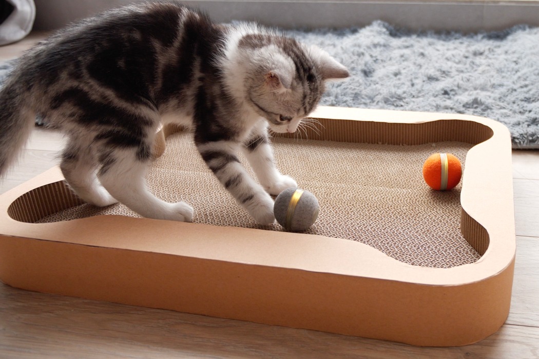 Pets，Cheerble Playboard，Kitty，Cheerble，intelligence，Toys，