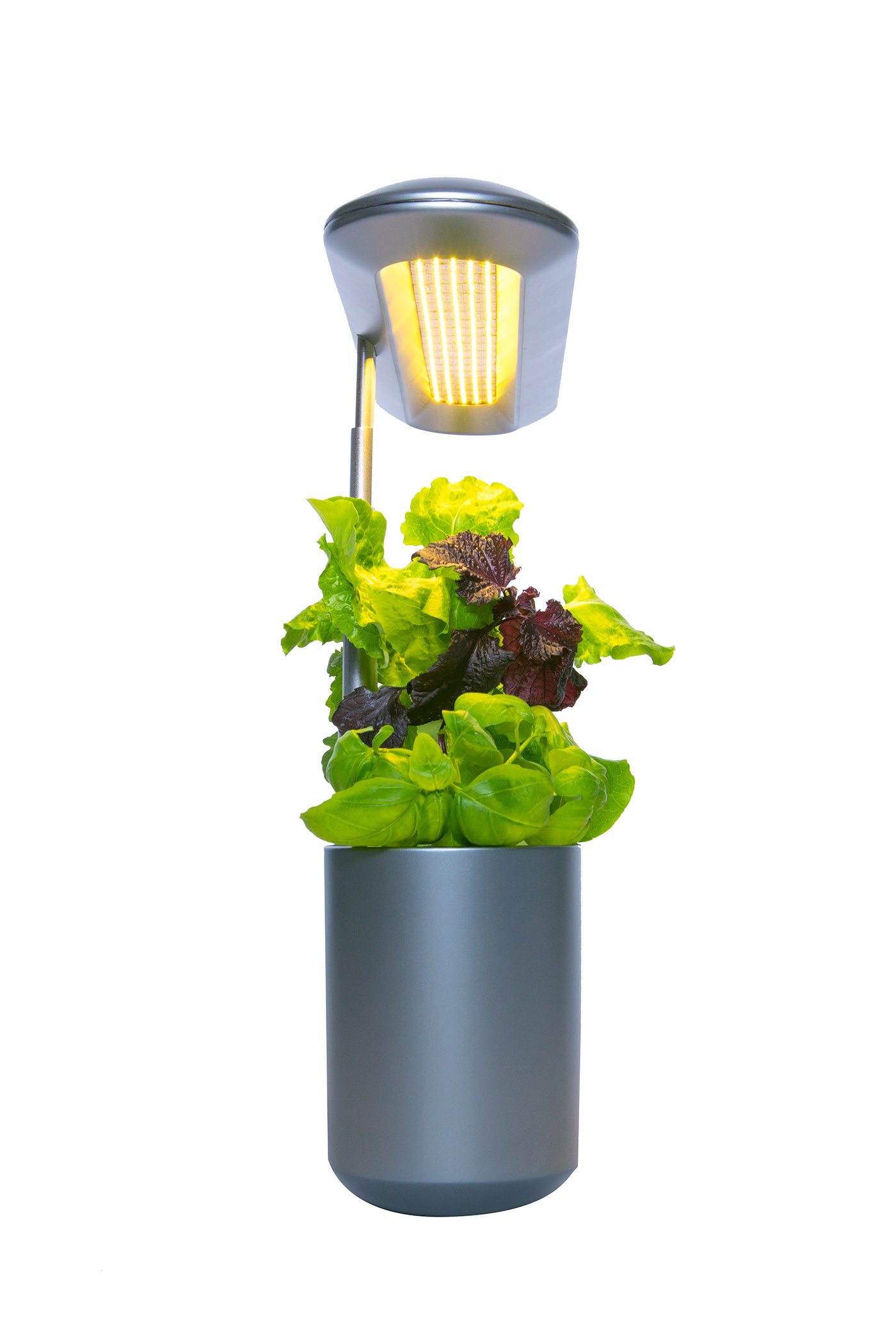 plant，garden，indoor，an electric appliance，