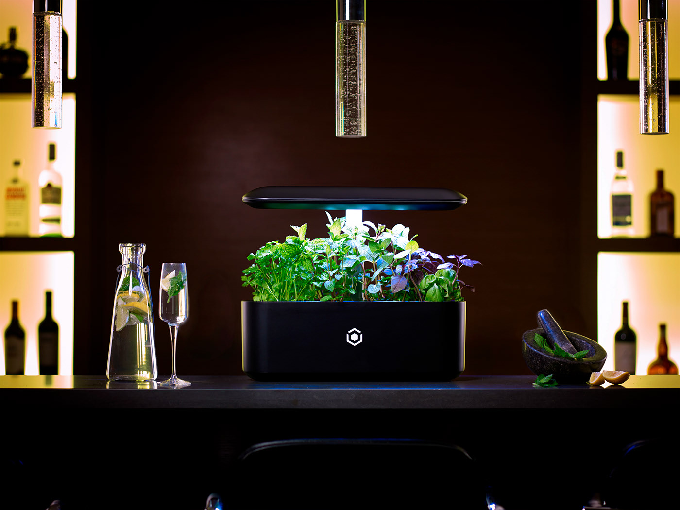 plant，garden，indoor，an electric appliance，