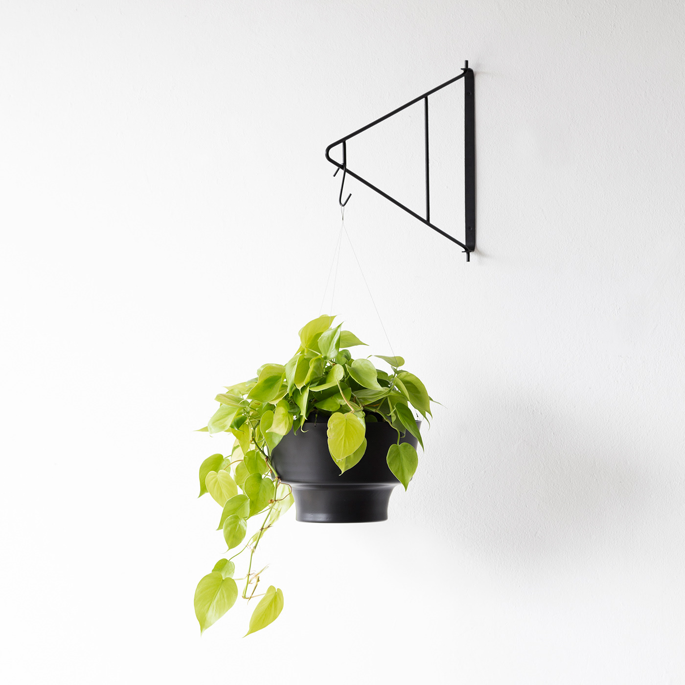 Botany，Shelf，indoor，black，