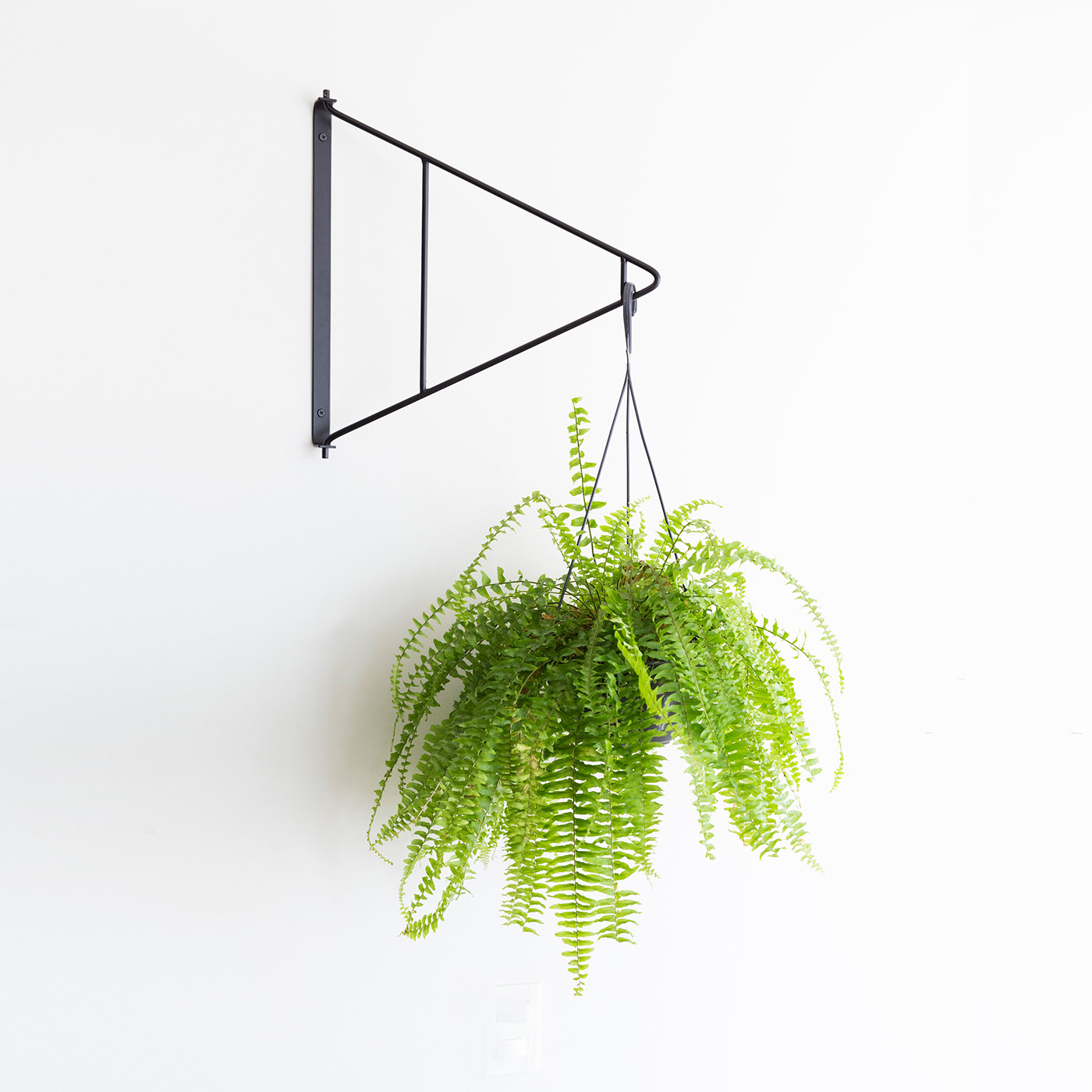 Botany，Shelf，indoor，black，