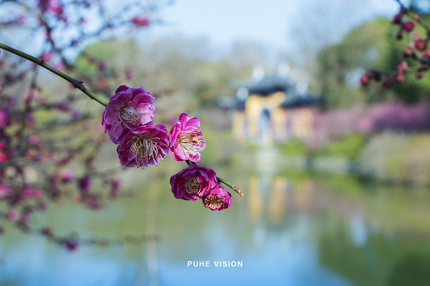 December plum blossom，