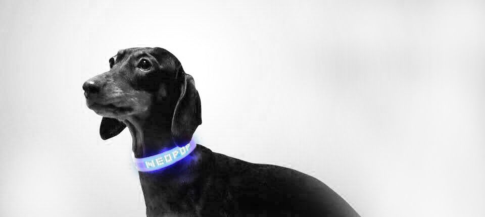 a collar for a horse，Dog，protect，magical，Design，originality，