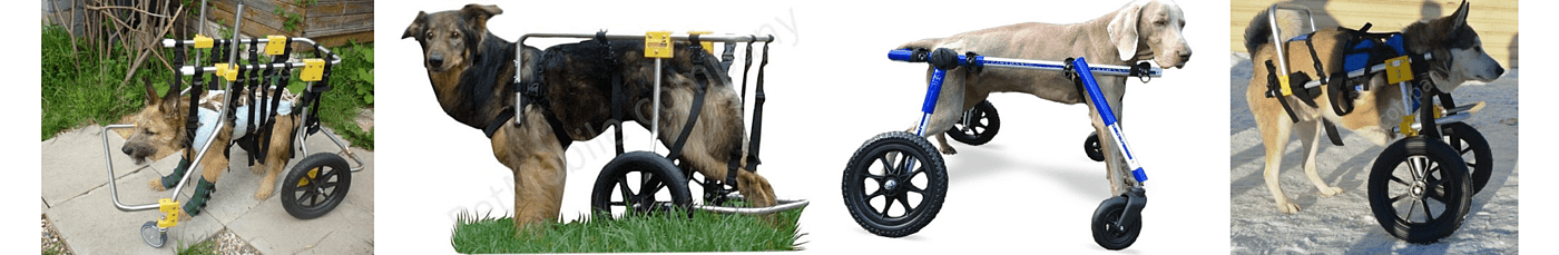 Liza Anufrieva，Dog Wheelchair，Pet wheelchair，Auxiliary device，