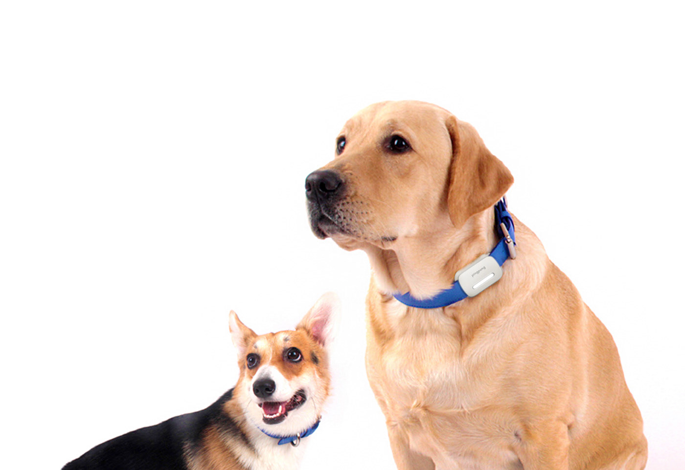 intelligence，Pet equipment，white，location，Simplicity，