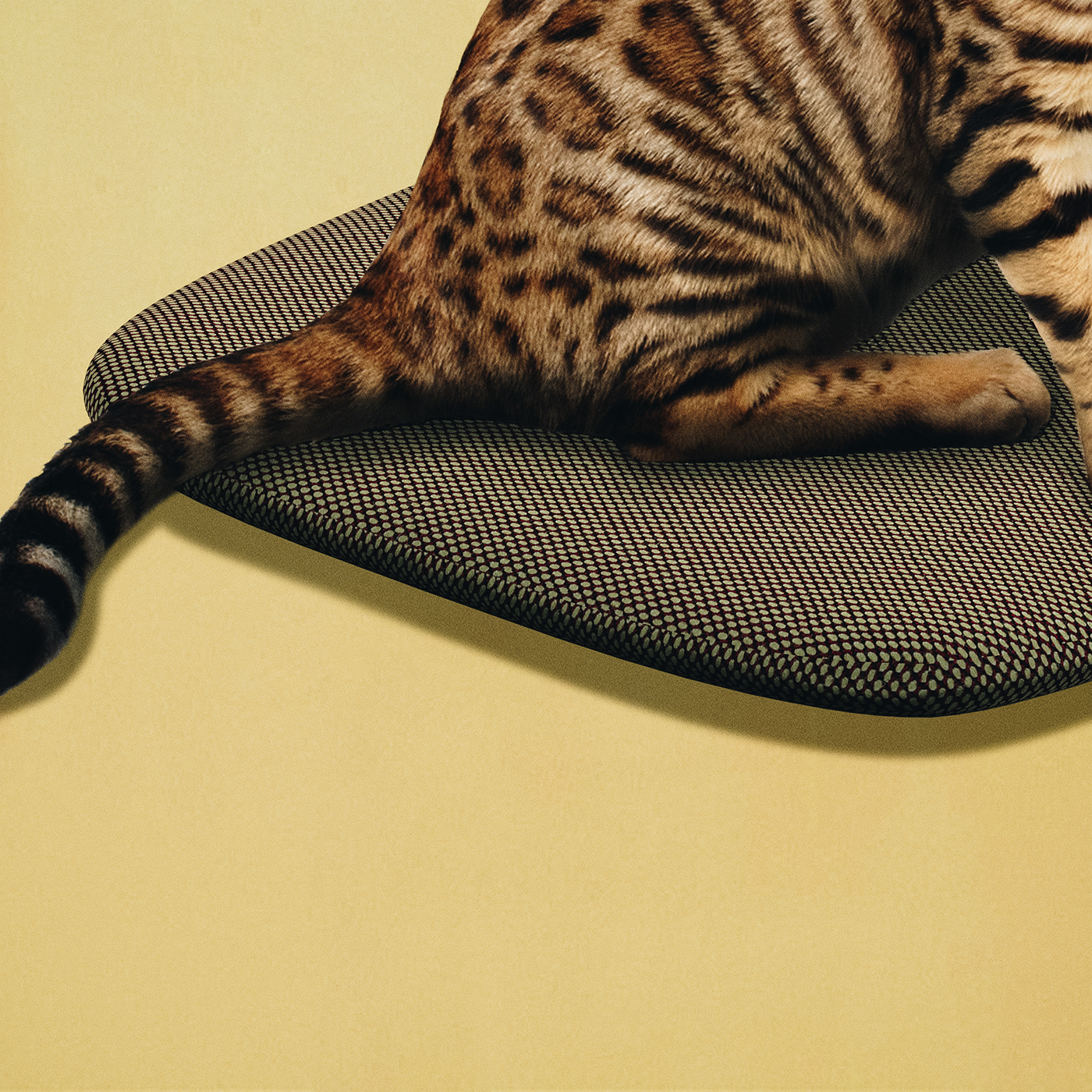 Rub Rub Rub，Hyojeong Lee，Cat tower，white，