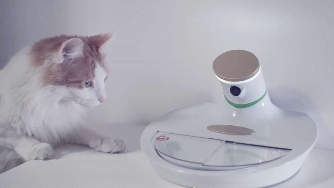 Pets，cat，ai，bowl，camera，