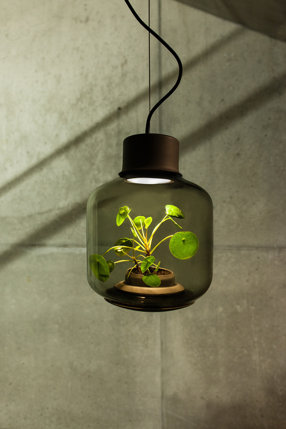 Botany，lamp，Design，originality，green，