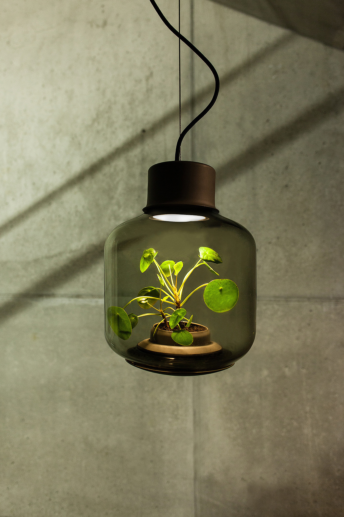 植物，灯，设计，创意，绿色，