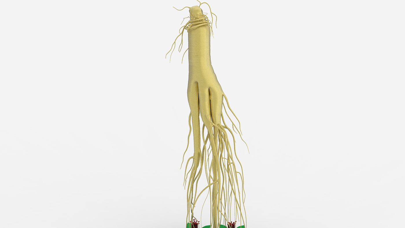 Ginseng，Botany，