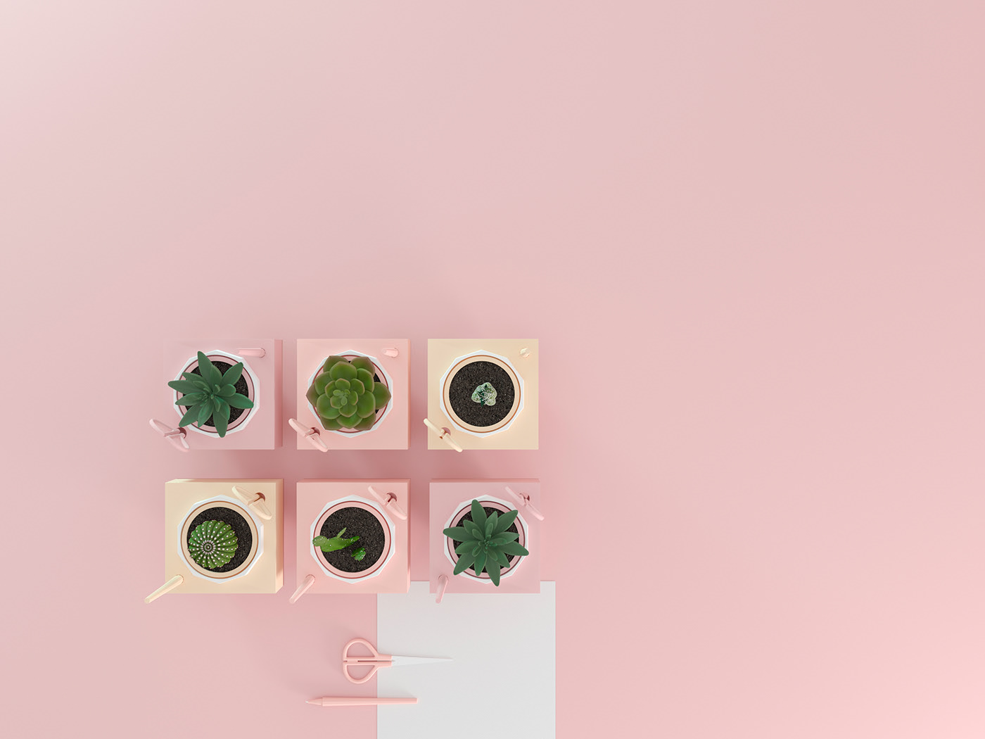 Flowerpot，Pink，Botany，Simplicity，