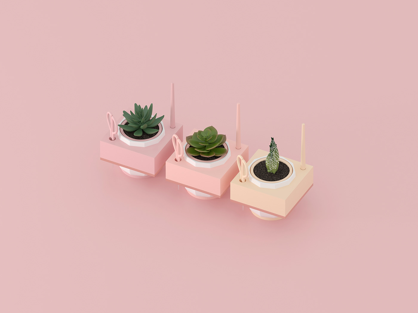 Flowerpot，Pink，Botany，Simplicity，