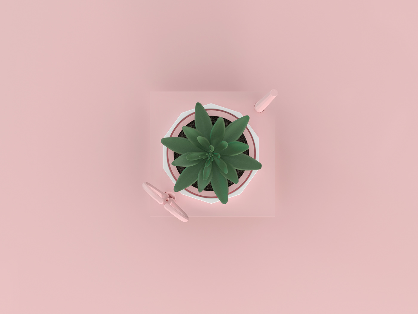 Flowerpot，Pink，Botany，Simplicity，