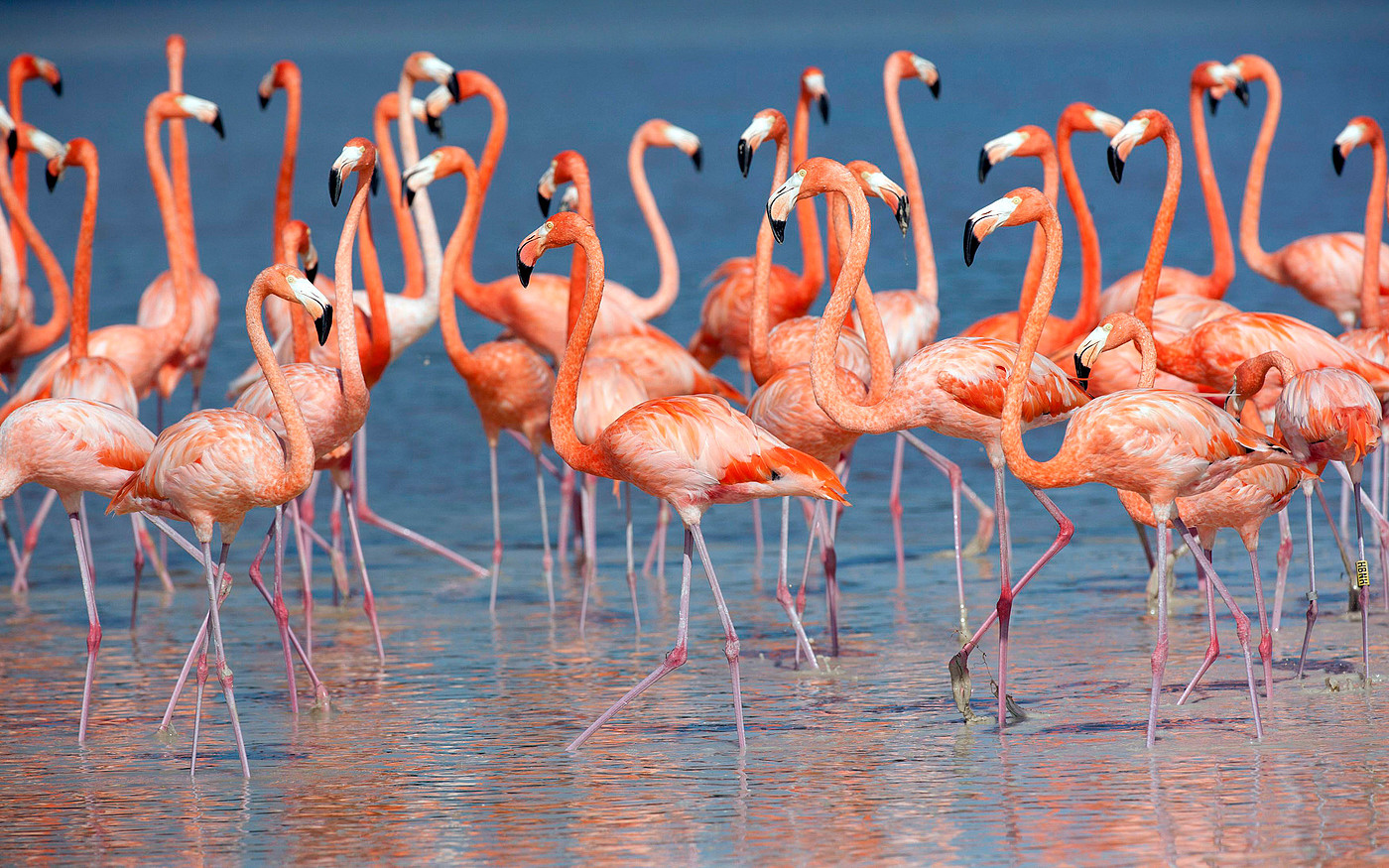 Flamingo，pink，grace，