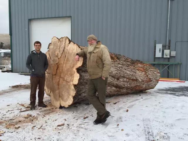 furniture，product，indoor，popularization of science，Design，wood，