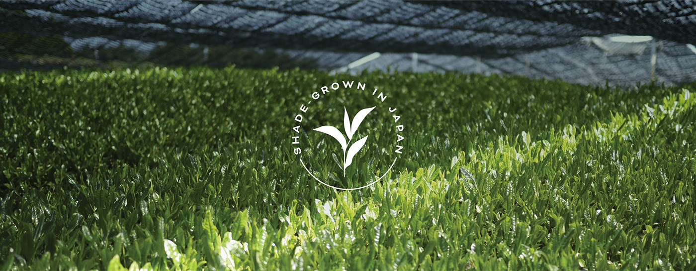 Shade Matcha，Green Tea，modern，packing，