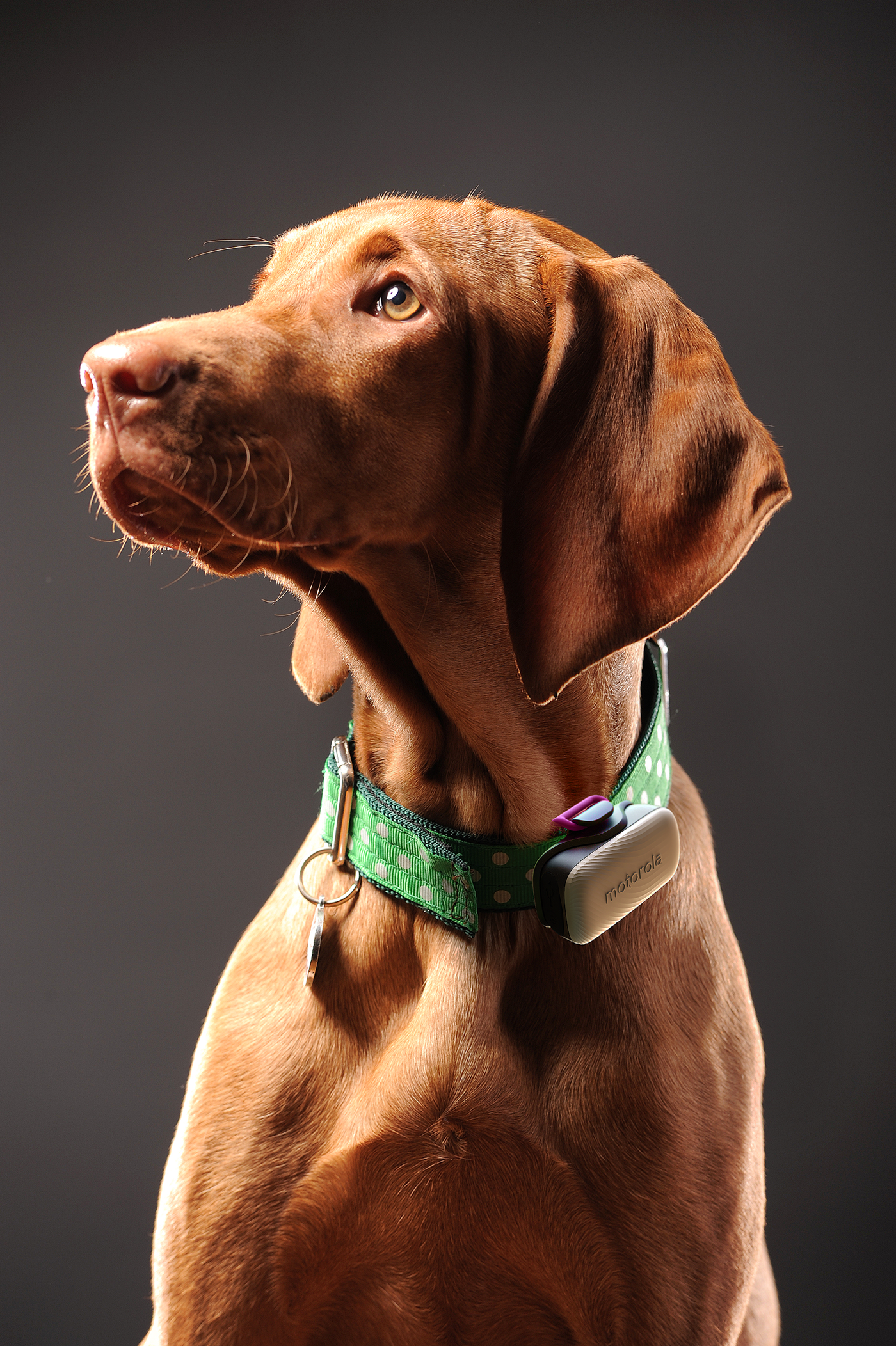 MotorolaACTIVE，Motorola，alert，Thermal Monitor ，gps，