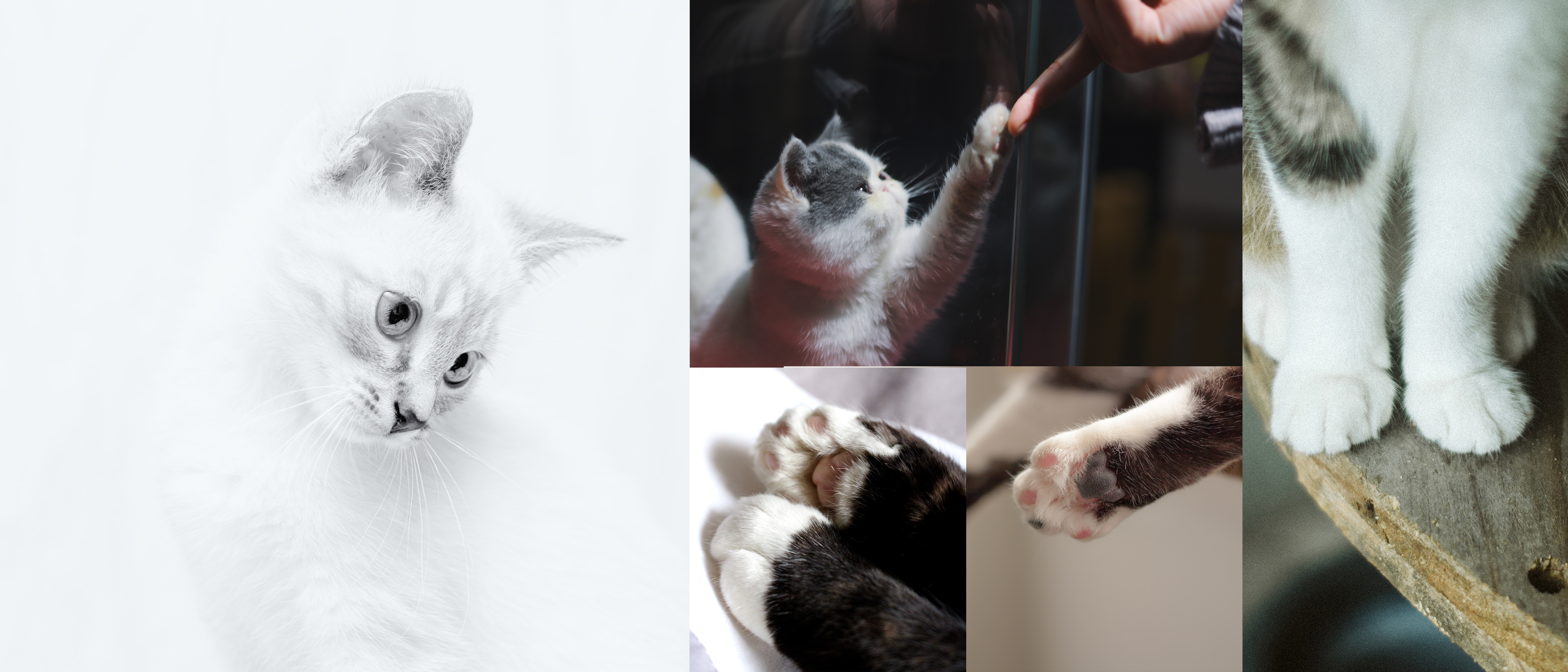 Cleanser，Face washing instrument，face，clarisonic ，female sex，nursing，Facial cleansing，