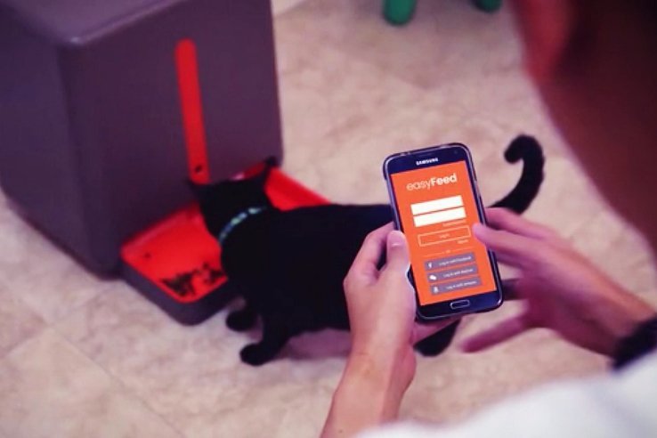 senior，Pets，feed，originality，Design，