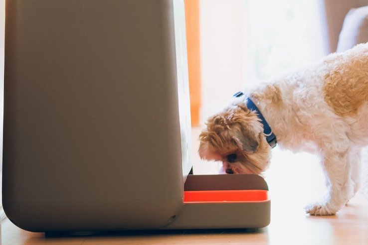 senior，Pets，feed，originality，Design，