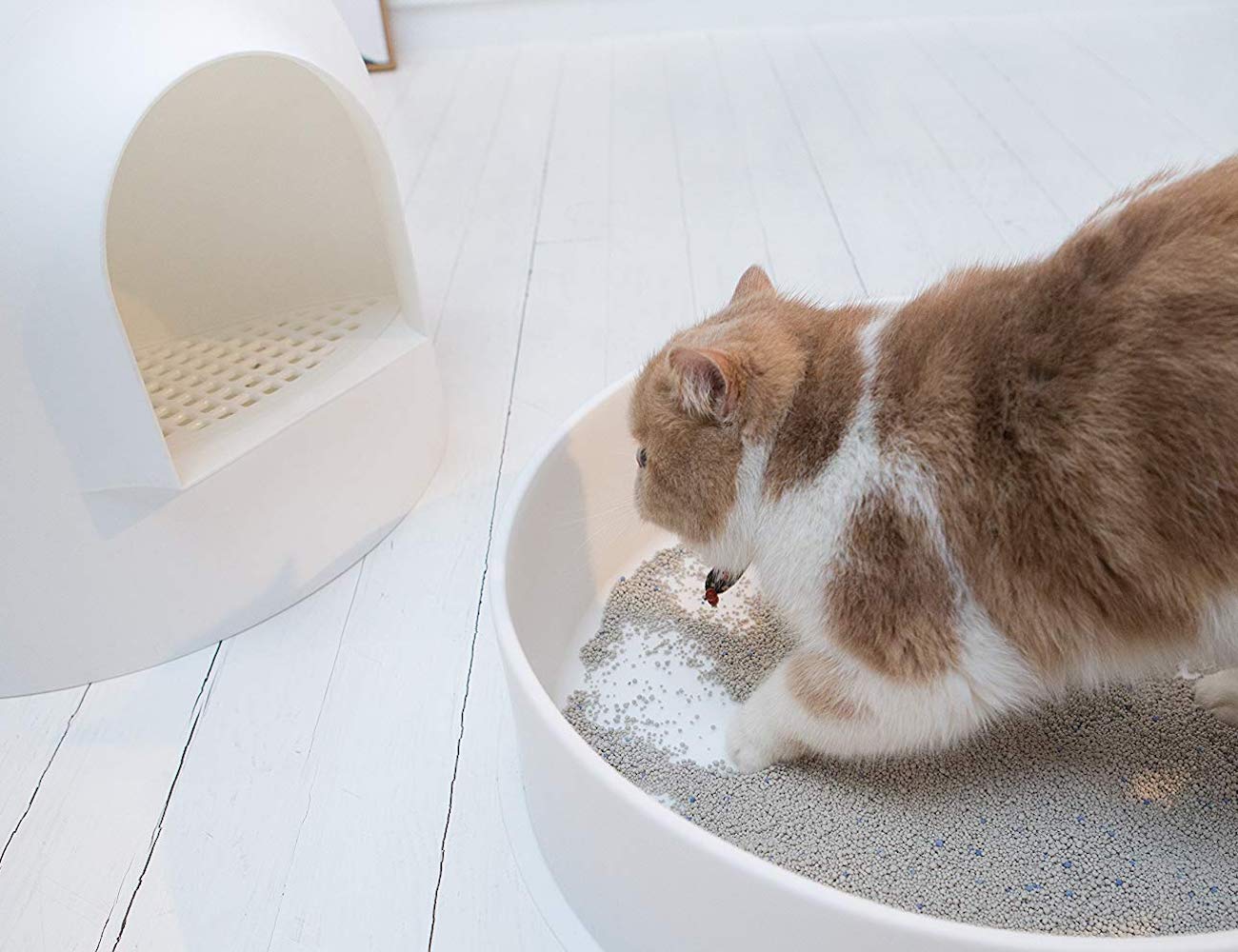 cat，Cat litter，Toilet，clean，white，