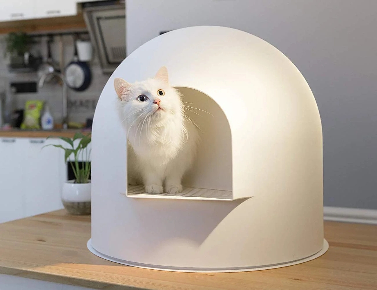 cat，Cat litter，Toilet，clean，white，