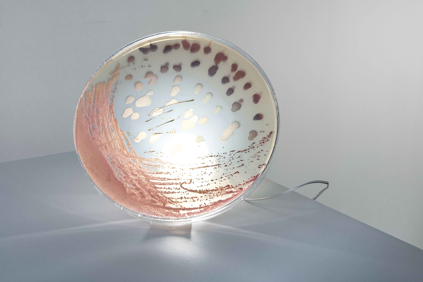 Bacteria，Desk lamp，lamp，microorganism，laboratory，