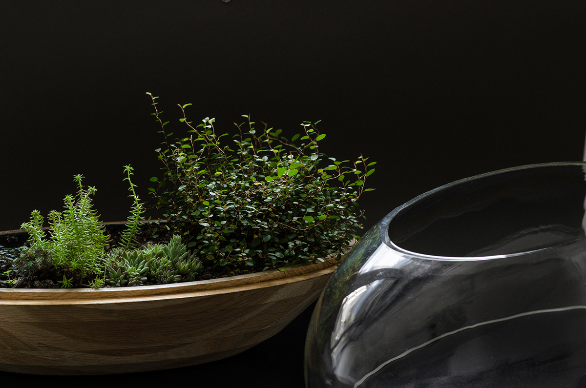 Flowerpot，Glass，Botany，wooden ，Scenery，