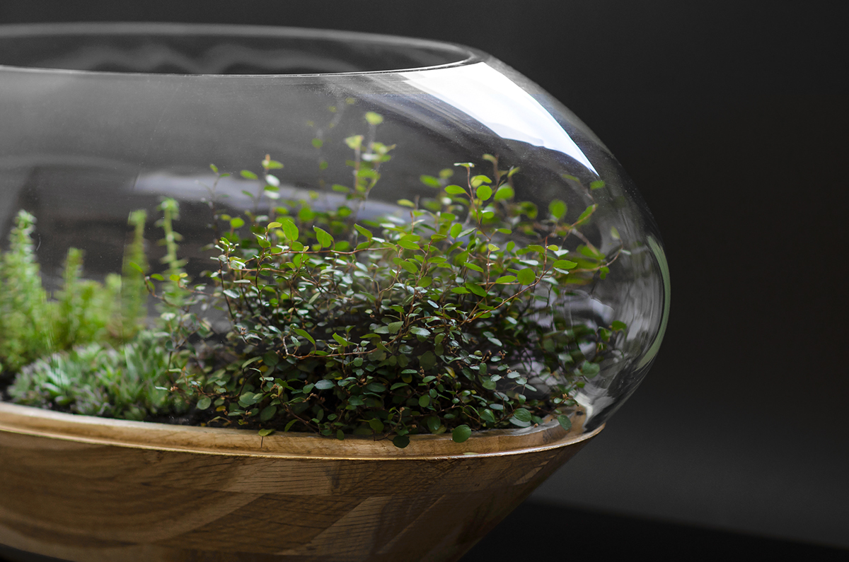 Flowerpot，Glass，Botany，wooden ，Scenery，