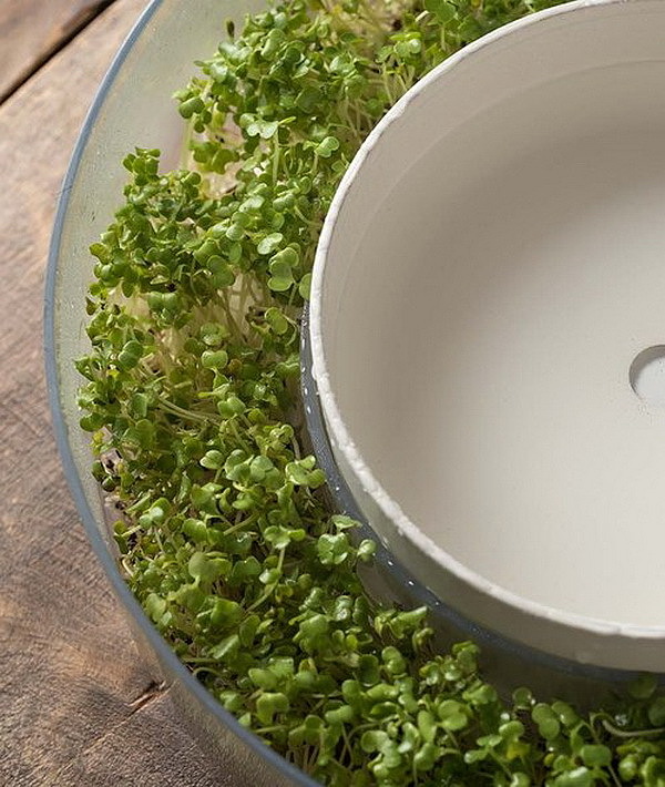 Home Furnishing，Smart appliances，Bean sprouts，plant，industrial design，healthy，
