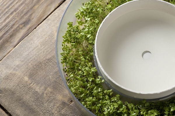 Home Furnishing，Smart appliances，Bean sprouts，plant，industrial design，healthy，