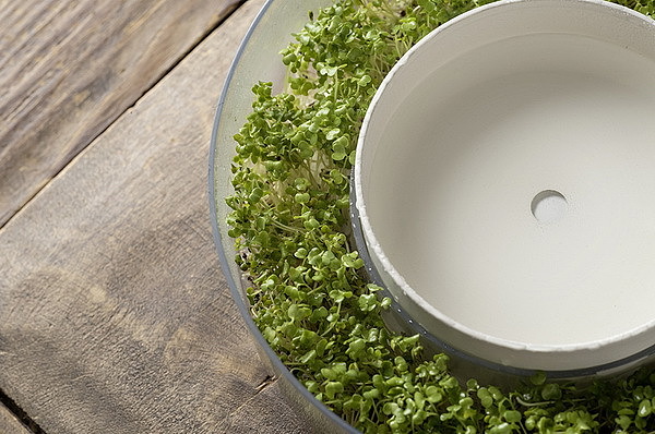 Home Furnishing，Smart appliances，Bean sprouts，plant，industrial design，healthy，
