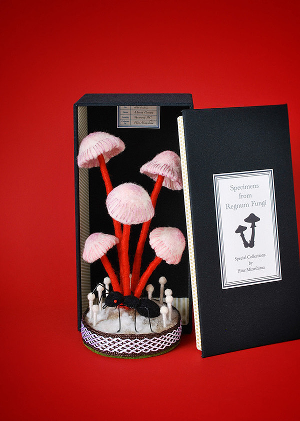 fungus，specimen，originality，Design，Mushroom，