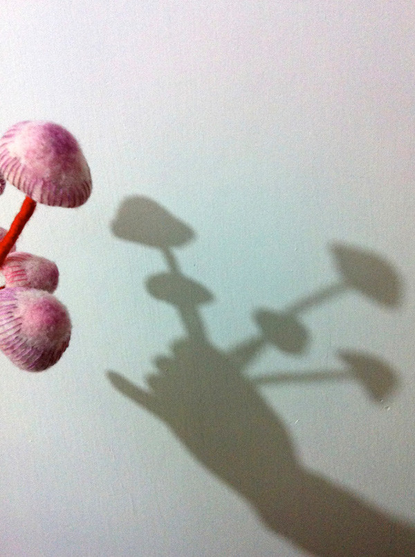 fungus，specimen，originality，Design，Mushroom，