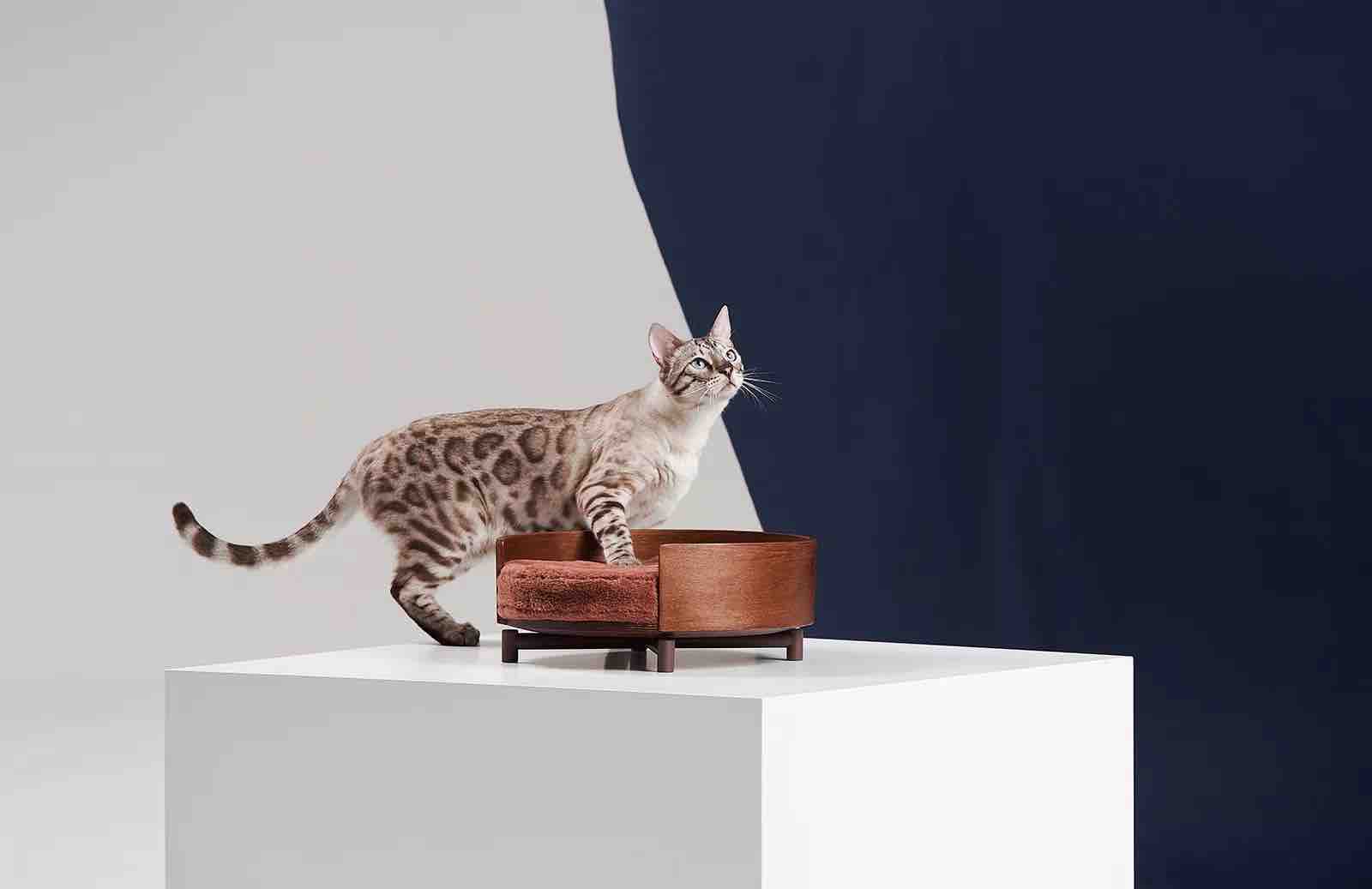 Cat climbing frame，