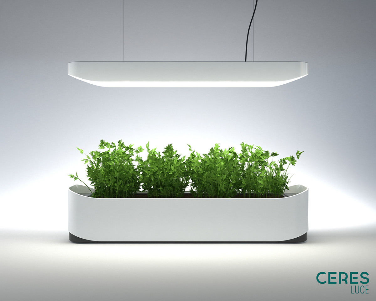 Botany，indoor，crops，green，