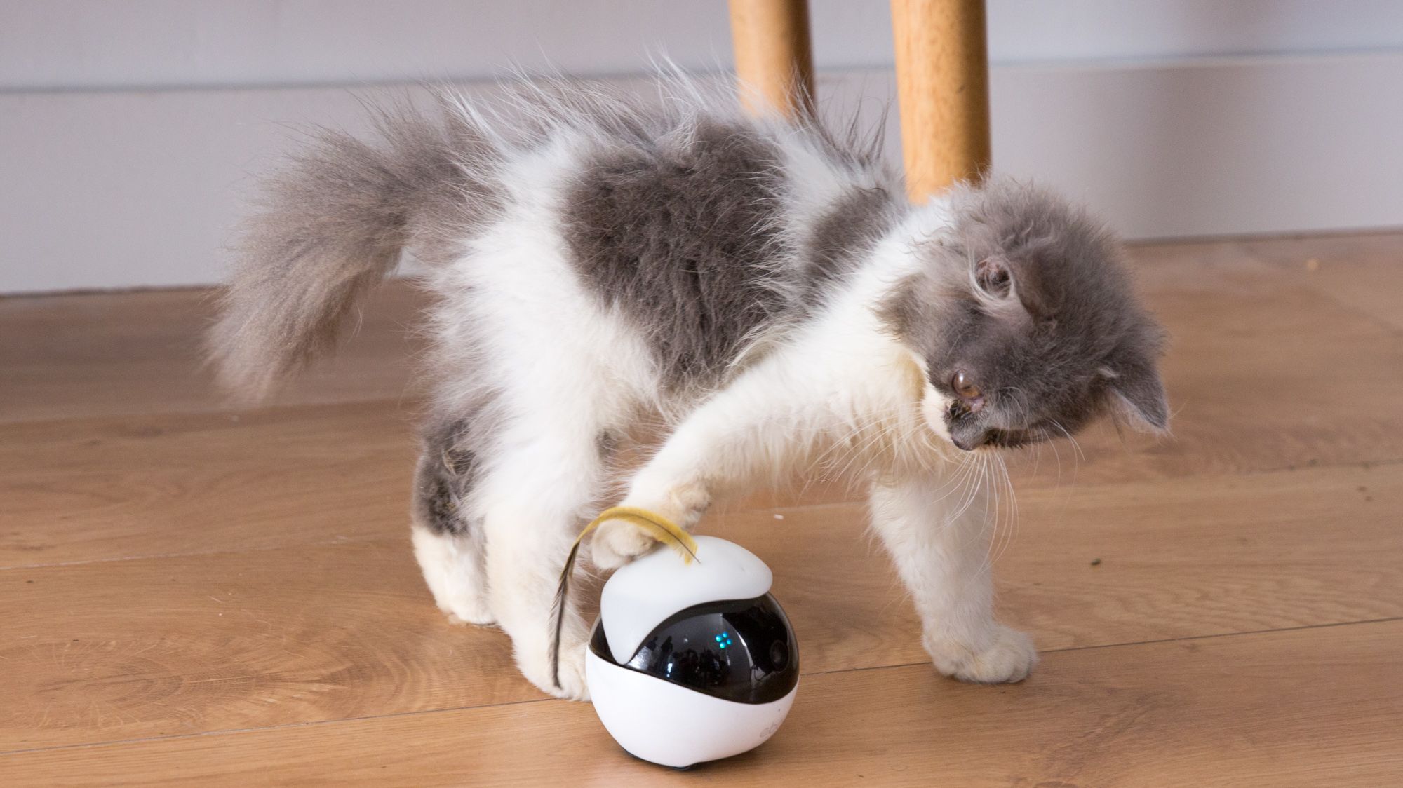 Pet robot，Ebo Catpal，artificial intelligence，2020 red dot product design award，