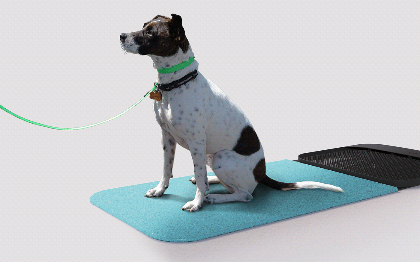 Pets，Claw disinfection pad，sanitizing mat，
