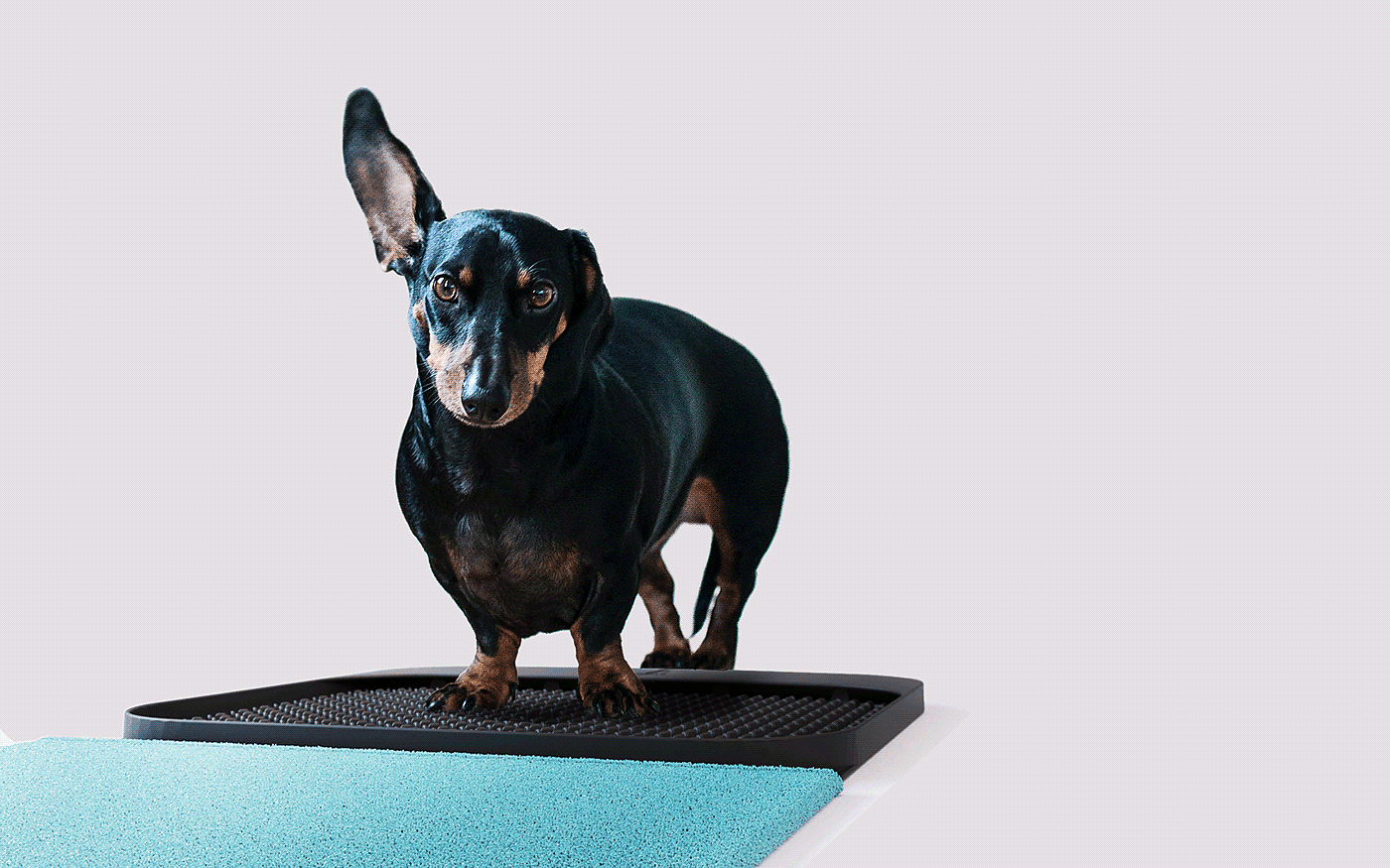 Pets，Claw disinfection pad，sanitizing mat，